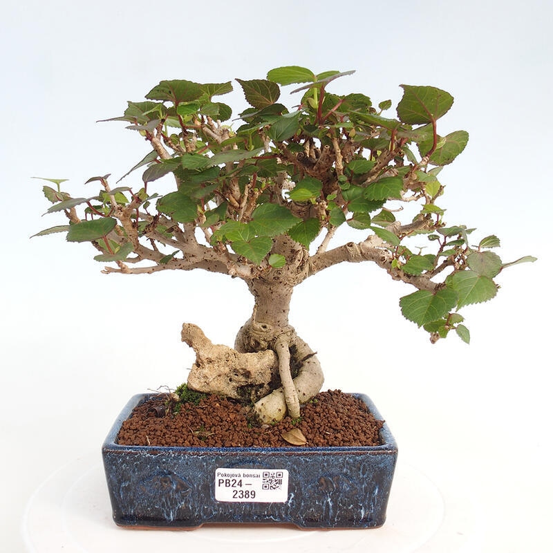 Izbová bonsai - Hibiscus tiliaceus - Ibištek lipovitý, morský