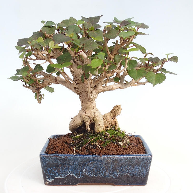 Izbová bonsai - Hibiscus tiliaceus - Ibištek lipovitý, morský