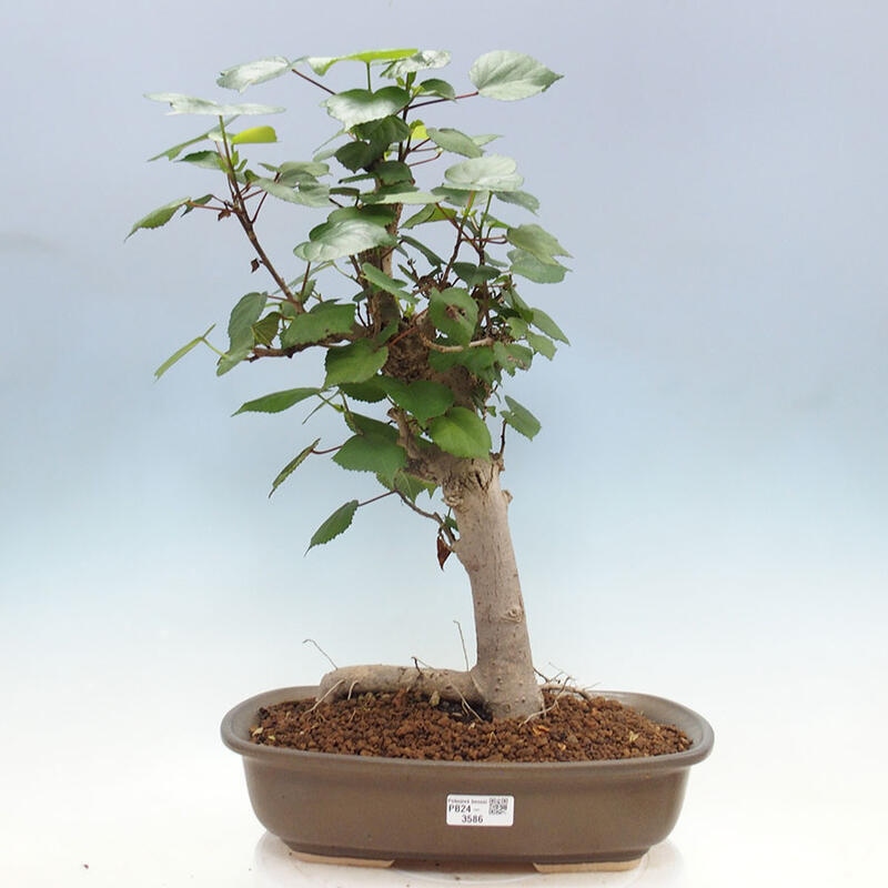 Izbová bonsai - Hibiscus tiliaceus - Ibištek lipovitý, morský + kniha SUISEKI Zadarmo