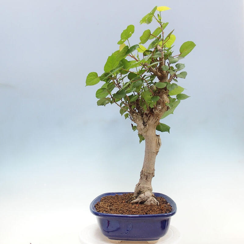 Izbová bonsai - Hibiscus tiliaceus - Ibištek lipovitý, morský + kniha SUISEKI Zadarmo