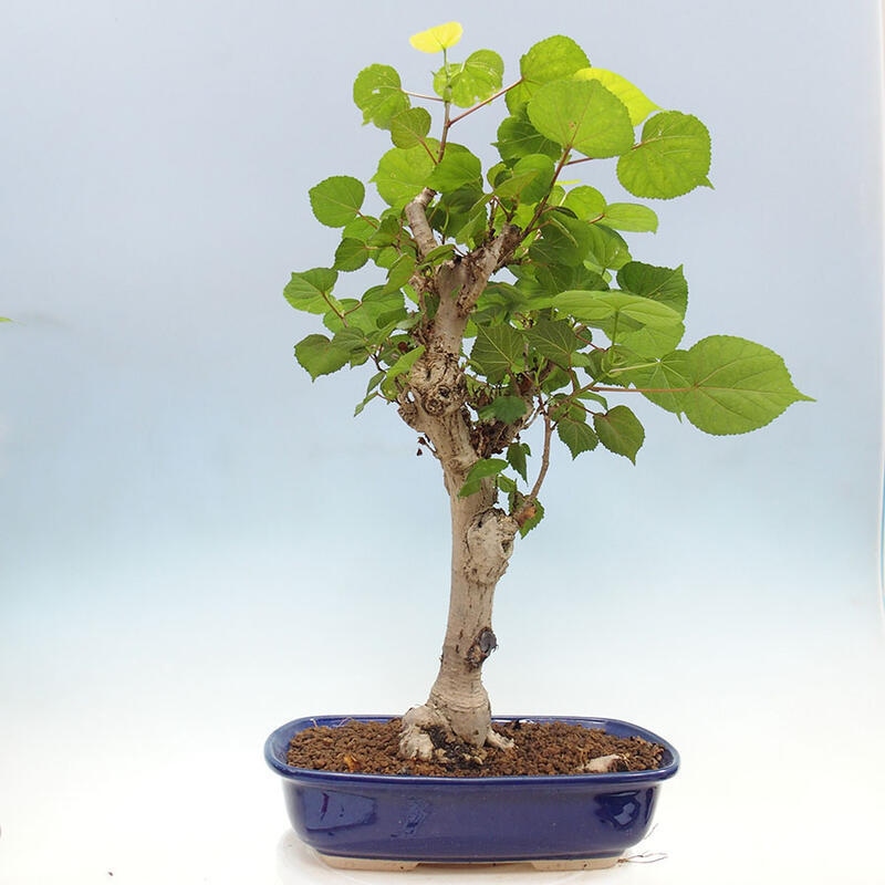Izbová bonsai - Hibiscus tiliaceus - Ibištek lipovitý, morský + kniha SUISEKI Zadarmo