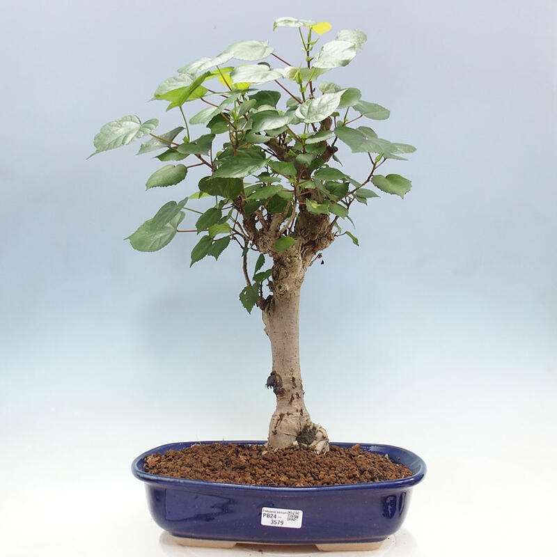 Izbová bonsai - Hibiscus tiliaceus - Ibištek lipovitý, morský + kniha SUISEKI Zadarmo