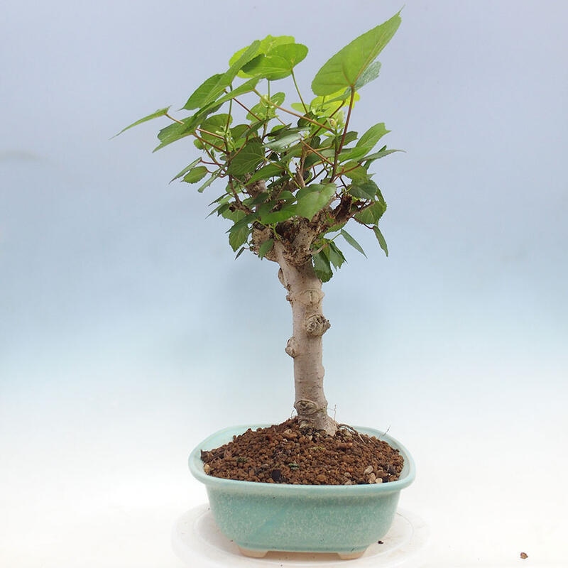 Izbová bonsai - Hibiscus tiliaceus - Ibištek lipovitý, morský + kniha SUISEKI Zadarmo