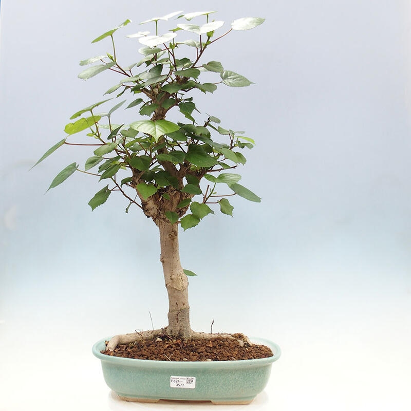 Izbová bonsai - Hibiscus tiliaceus - Ibištek lipovitý, morský + kniha SUISEKI Zadarmo