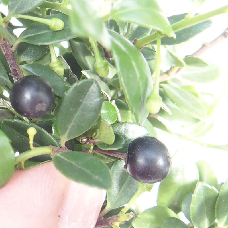 Kokedama s miskou – Ilex crenata – cesmína