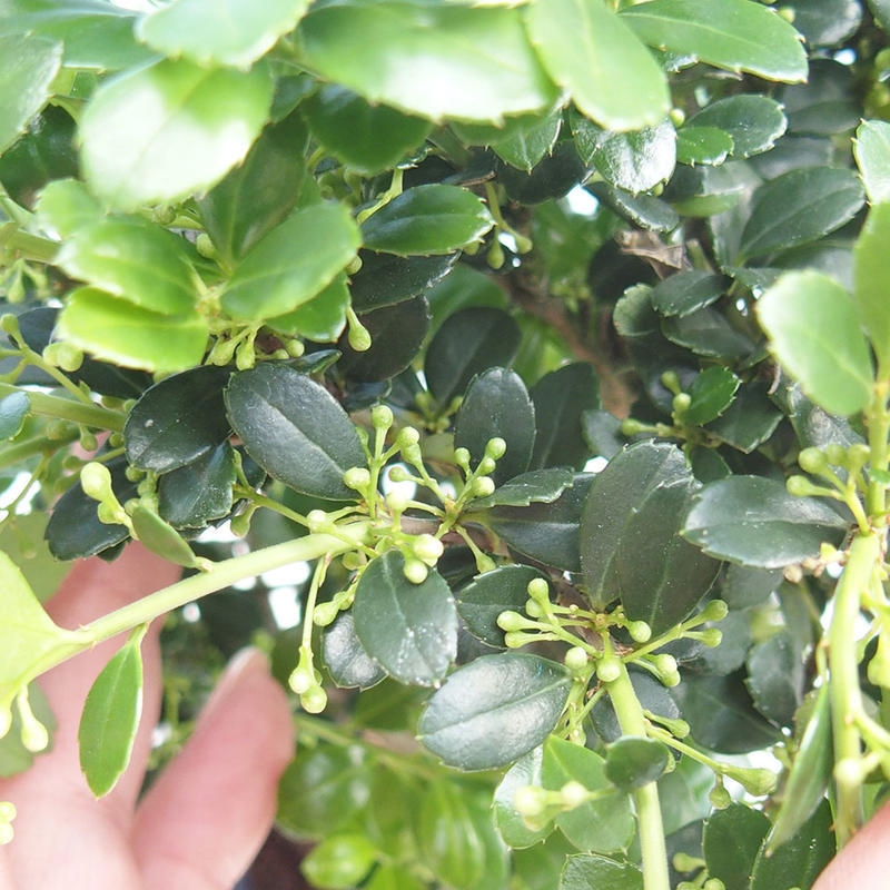 Kokedama s miskou – Ilex crenata – cesmína