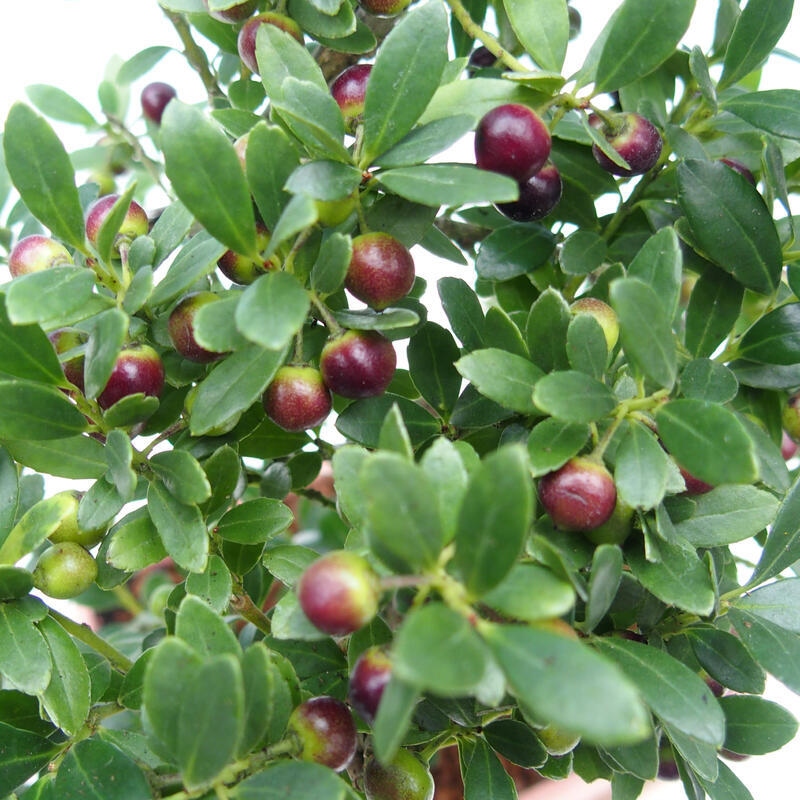 Izbový bonsaj - Ilex crenata - Cesmína