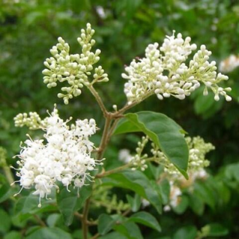 Izbová bonsai -Ligustrum chinensis - Vtáčí zob