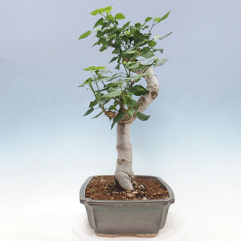 Izbová bonsai - Malvaviscus arboreus - ibištekovec drevnatý + kniha SUISEKI Zadarmo
