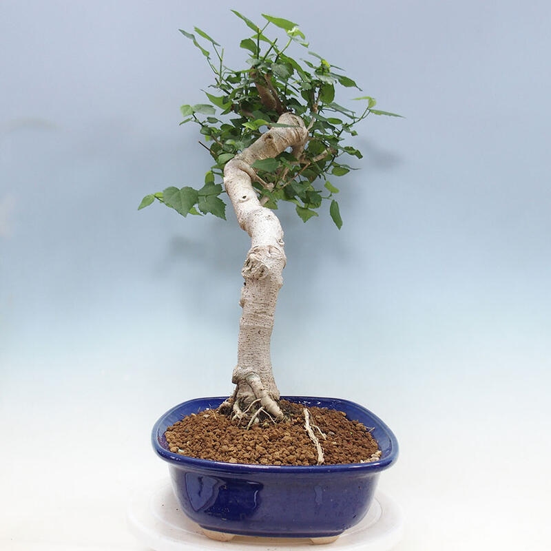 Izbová bonsai - Malvaviscus arboreus - ibištekovec drevnatý + kniha SUISEKI Zadarmo
