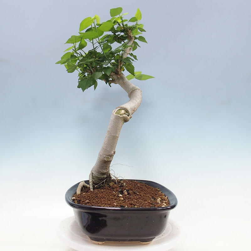 Izbová bonsai - Malvaviscus arboreus - ibištekovec drevnatý + kniha SUISEKI Zadarmo