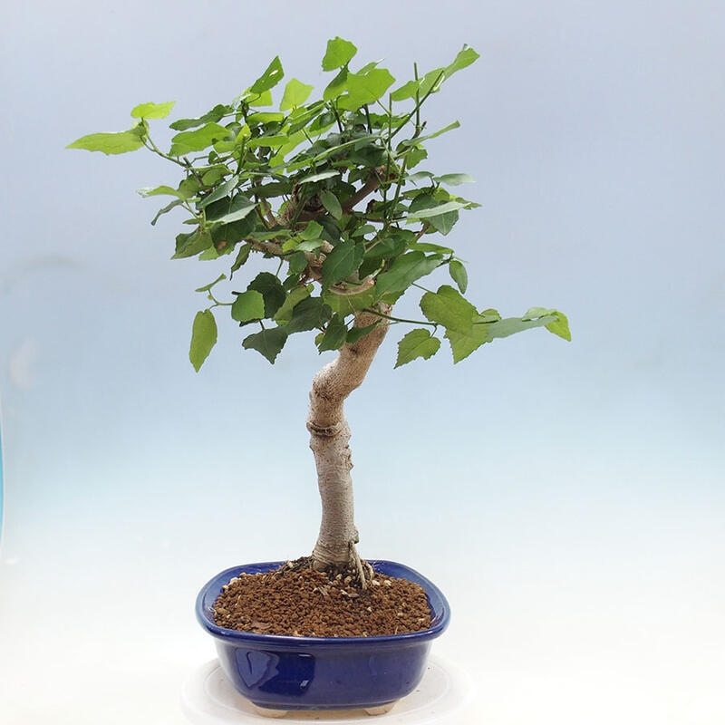 Izbová bonsai - Malvaviscus arboreus - ibištekovec drevnatý + kniha SUISEKI Zadarmo