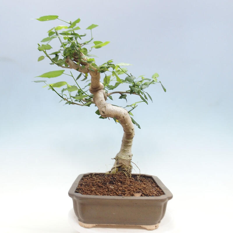 Izbová bonsai - Malvaviscus arboreus - ibištekovec drevnatý + kniha SUISEKI Zadarmo