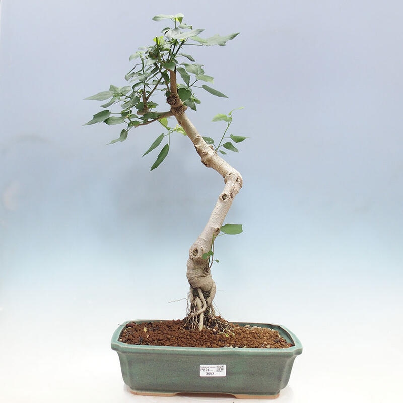 Izbová bonsai - Malvaviscus arboreus - ibištekovec drevnatý + kniha SUISEKI Zadarmo