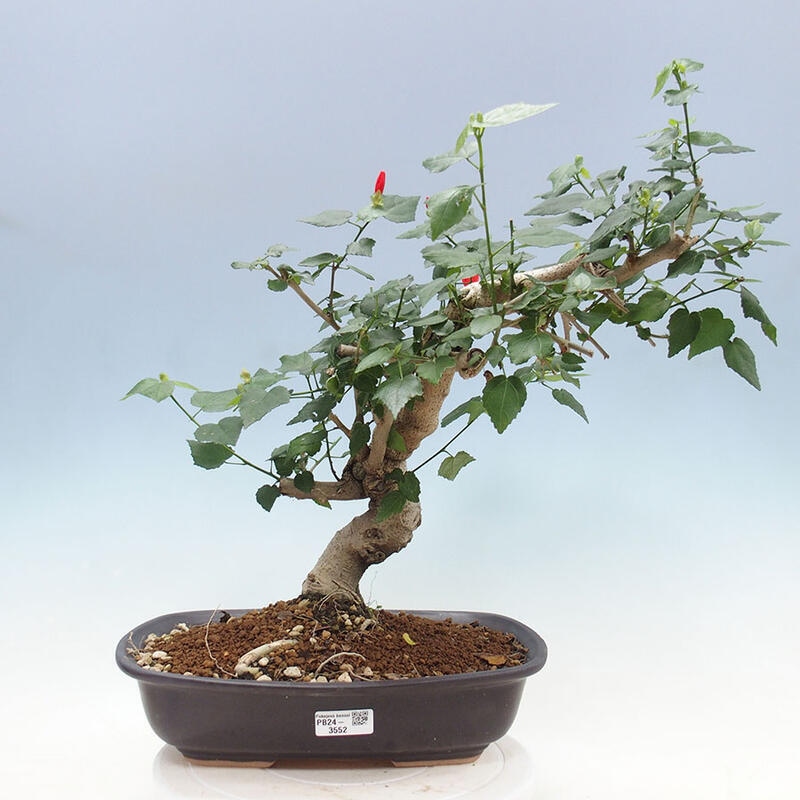 Izbová bonsai - Malvaviscus arboreus - ibištekovec drevnatý + kniha SUISEKI Zadarmo