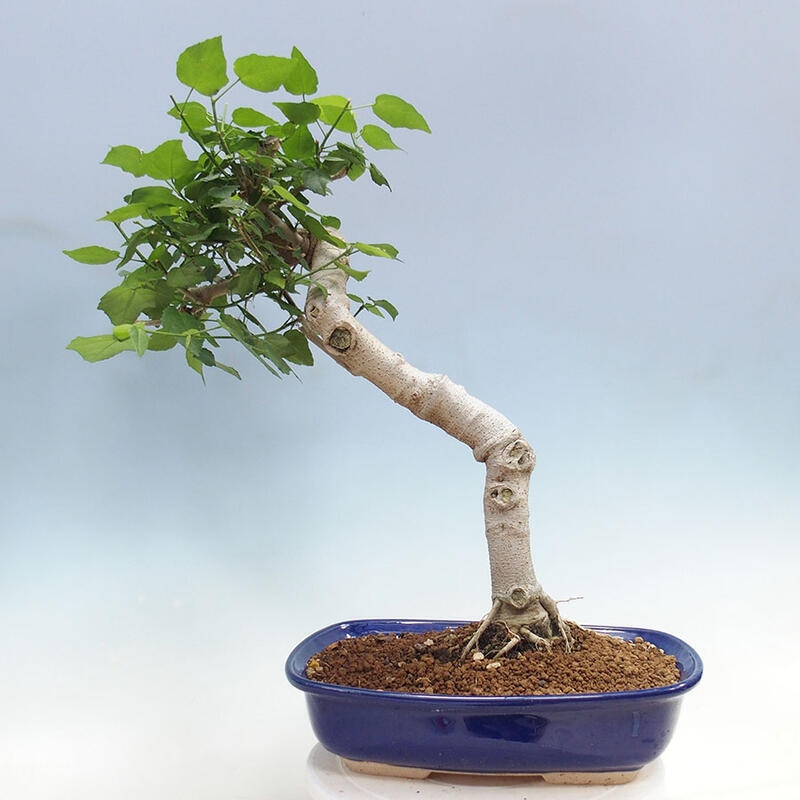 Izbová bonsai - Malvaviscus arboreus - ibištekovec drevnatý + kniha SUISEKI Zadarmo
