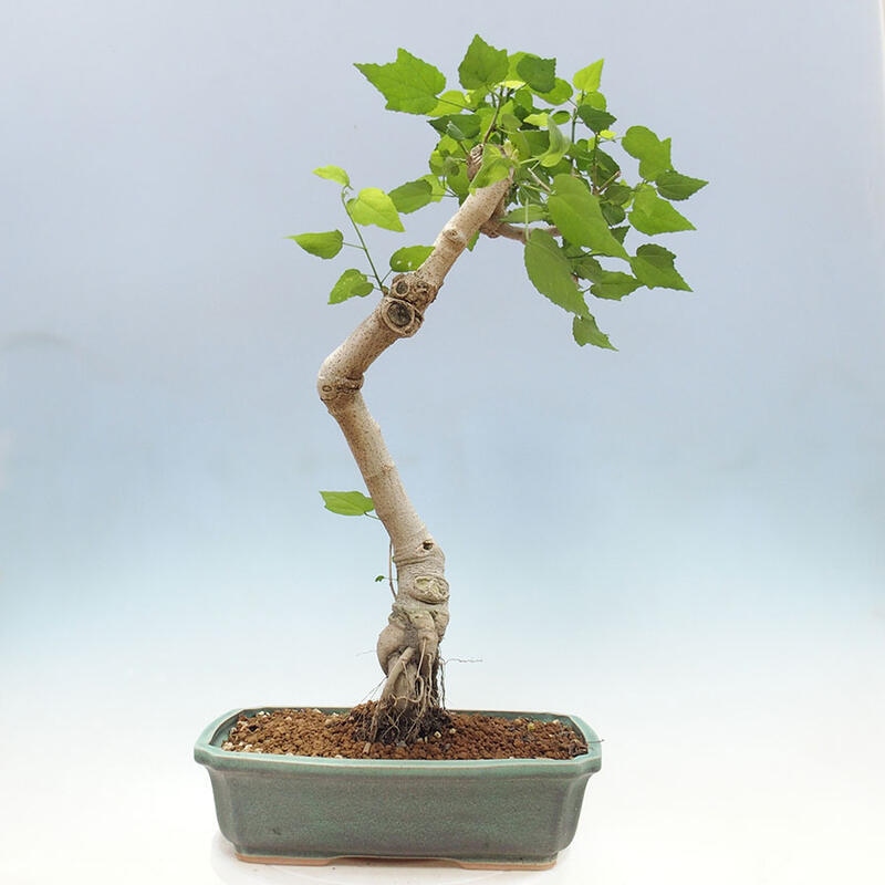 Izbová bonsai - Malvaviscus arboreus - ibištekovec drevnatý + kniha SUISEKI Zadarmo