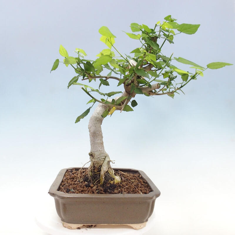 Izbová bonsai - Malvaviscus arboreus - ibištekovec drevnatý + kniha SUISEKI Zadarmo