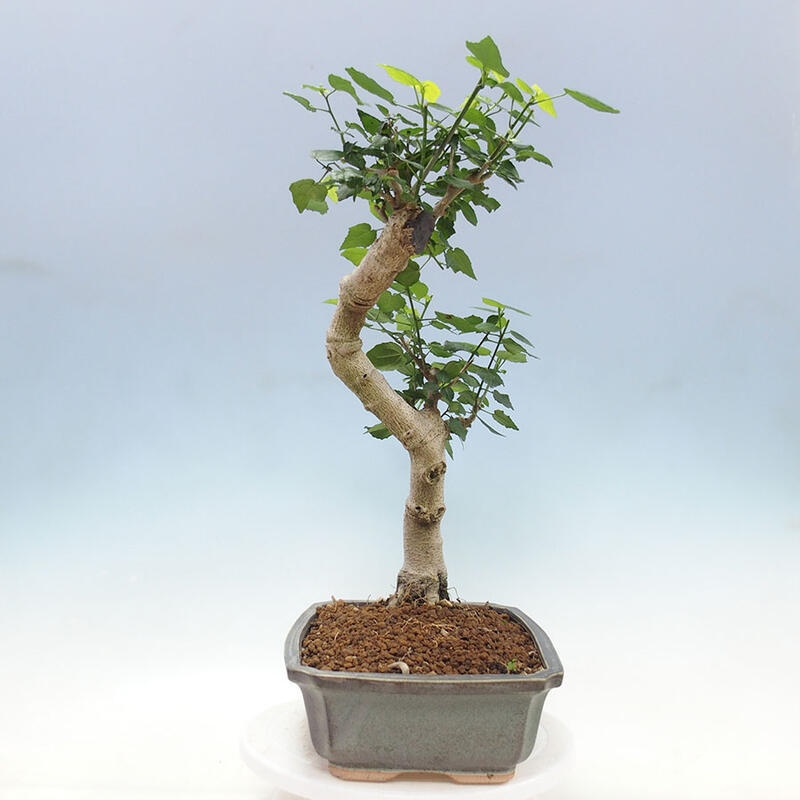 Izbová bonsai - Malvaviscus arboreus - ibištekovec drevnatý + kniha SUISEKI Zadarmo