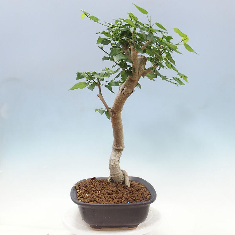 Izbová bonsai - Malvaviscus arboreus - ibištekovec drevnatý + kniha SUISEKI Zadarmo