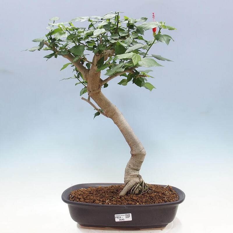 Izbová bonsai - Malvaviscus arboreus - ibištekovec drevnatý + kniha SUISEKI Zadarmo
