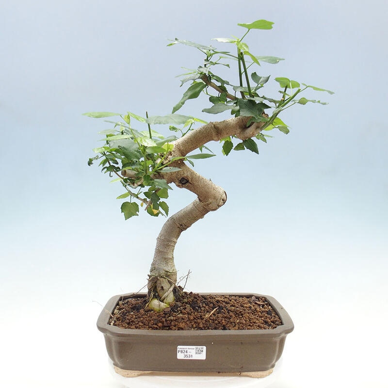Izbová bonsai - Malvaviscus arboreus - ibištekovec drevnatý + kniha SUISEKI Zadarmo