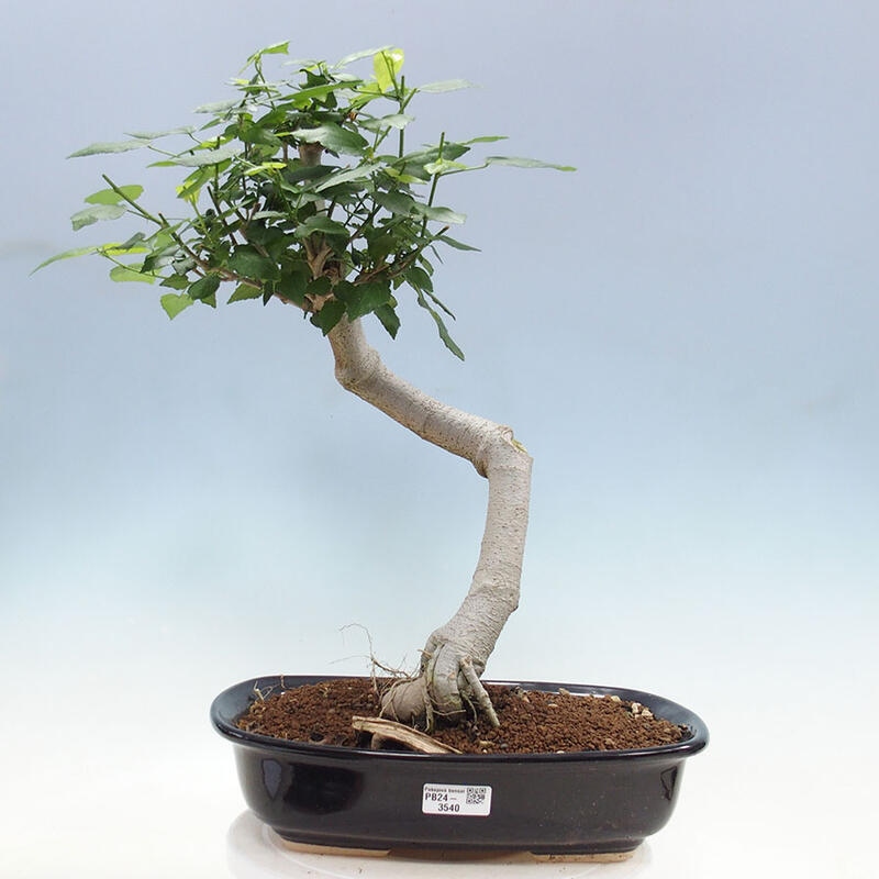 Izbová bonsai - Malvaviscus arboreus - ibištekovec drevnatý + kniha SUISEKI Zadarmo