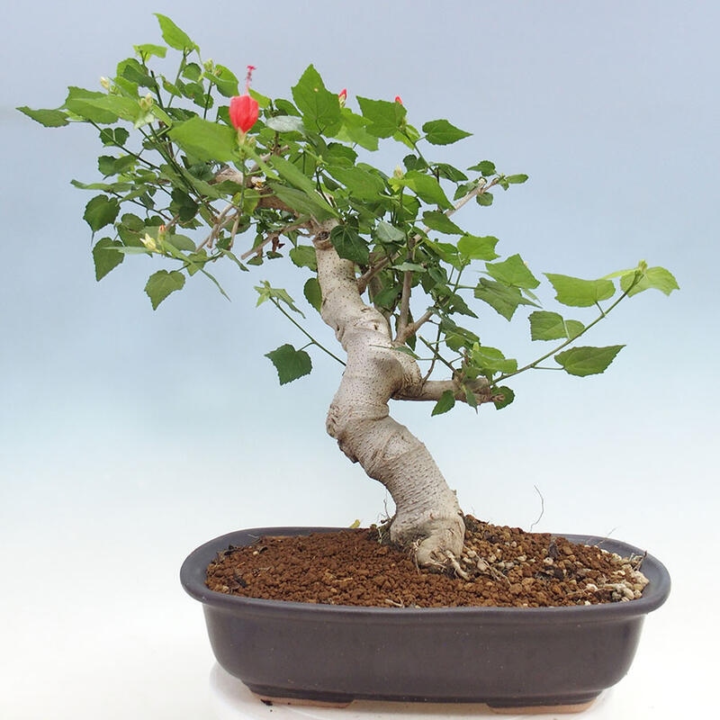 Izbová bonsai - Malvaviscus arboreus - ibištekovec drevnatý + kniha SUISEKI Zadarmo