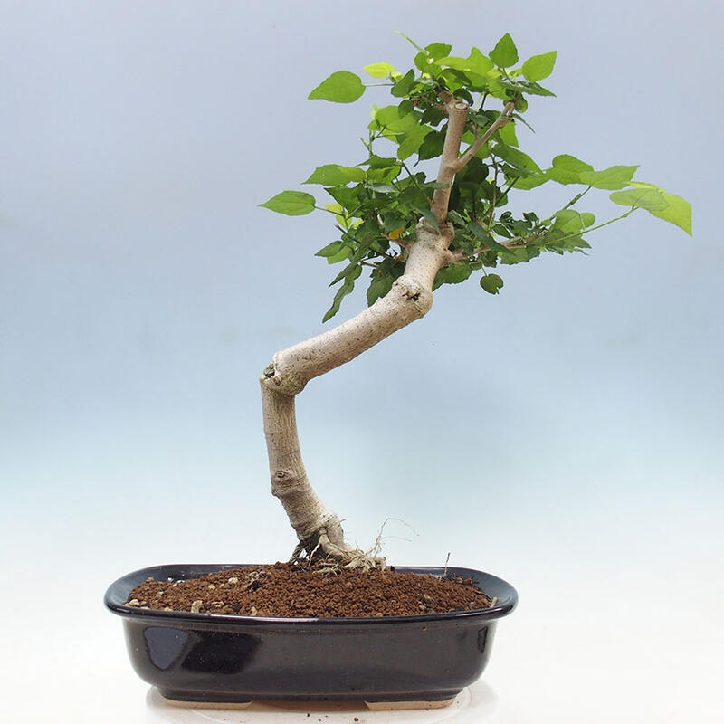 Izbová bonsai - Malvaviscus arboreus - ibištekovec drevnatý + kniha SUISEKI Zadarmo