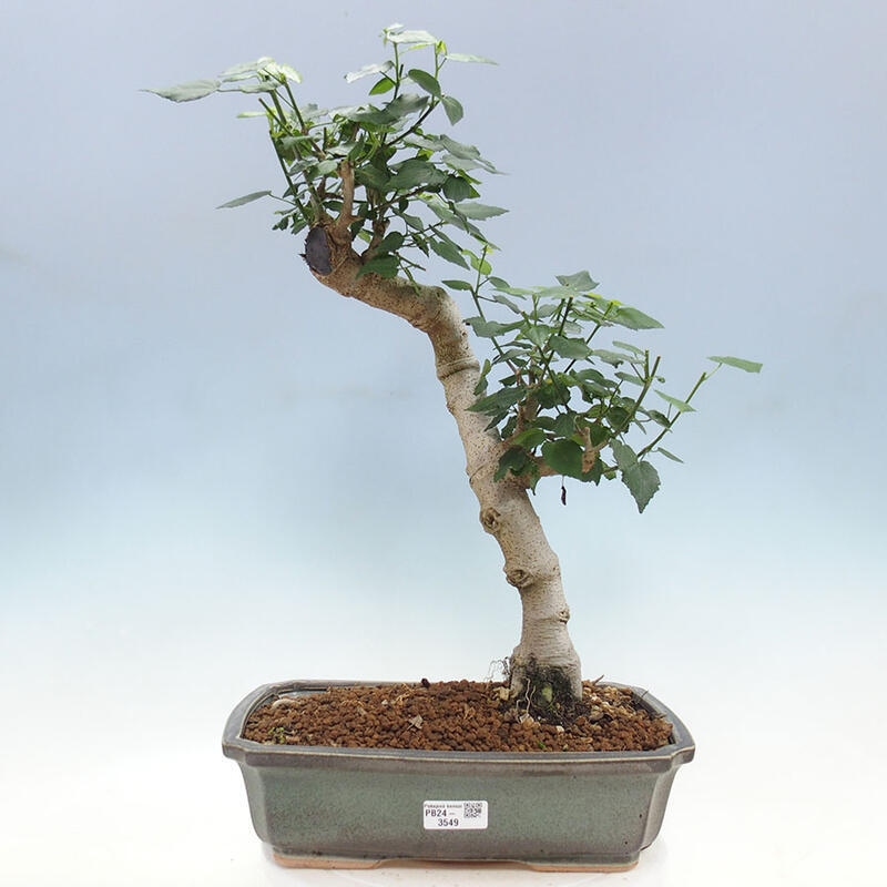 Izbová bonsai - Malvaviscus arboreus - ibištekovec drevnatý + kniha SUISEKI Zadarmo