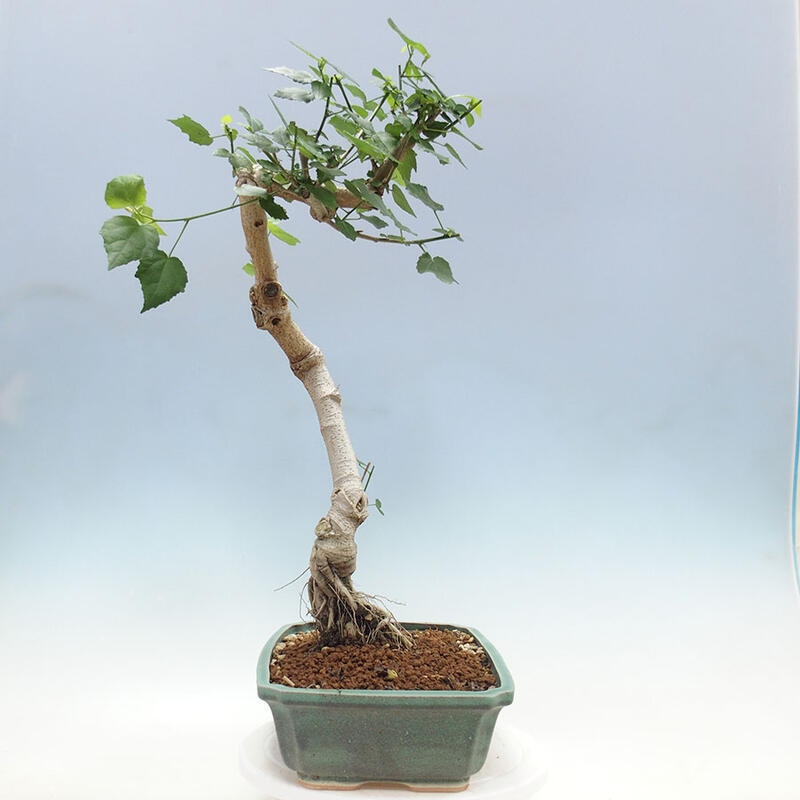 Izbová bonsai - Malvaviscus arboreus - ibištekovec drevnatý + kniha SUISEKI Zadarmo