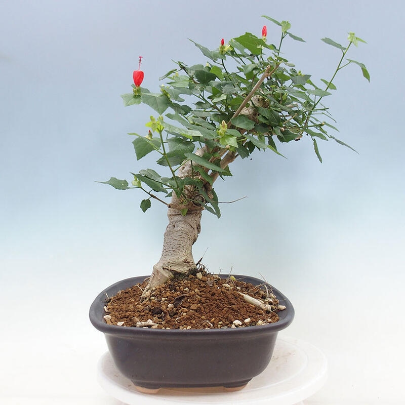 Izbová bonsai - Malvaviscus arboreus - ibištekovec drevnatý + kniha SUISEKI Zadarmo