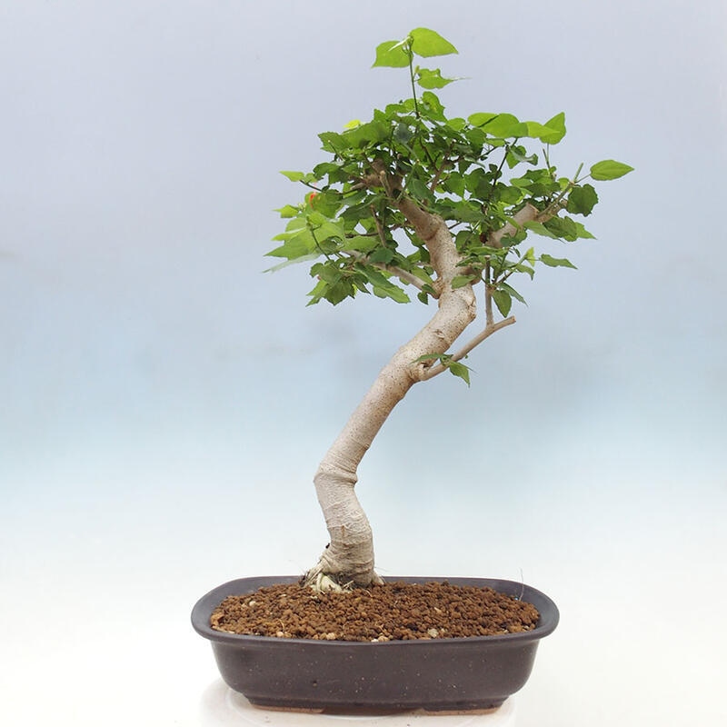 Izbová bonsai - Malvaviscus arboreus - ibištekovec drevnatý + kniha SUISEKI Zadarmo