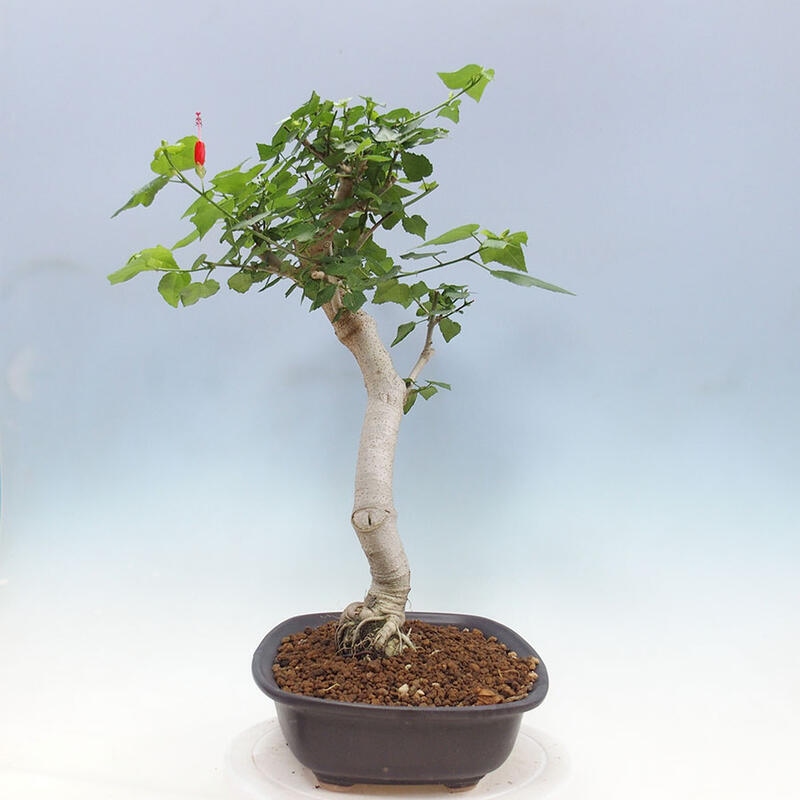 Izbová bonsai - Malvaviscus arboreus - ibištekovec drevnatý + kniha SUISEKI Zadarmo