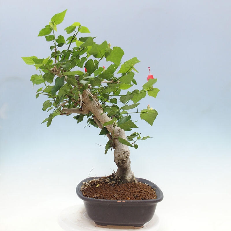 Izbová bonsai - Malvaviscus arboreus - ibištekovec drevnatý + kniha SUISEKI Zadarmo