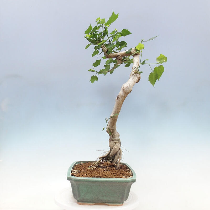 Izbová bonsai - Malvaviscus arboreus - ibištekovec drevnatý + kniha SUISEKI Zadarmo