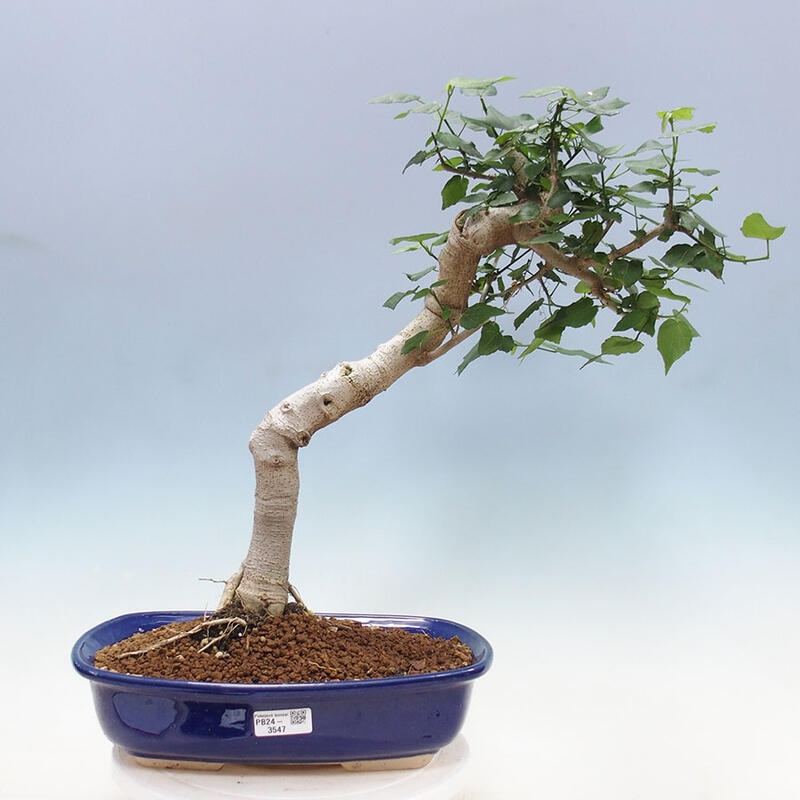 Izbová bonsai - Malvaviscus arboreus - ibištekovec drevnatý + kniha SUISEKI Zadarmo