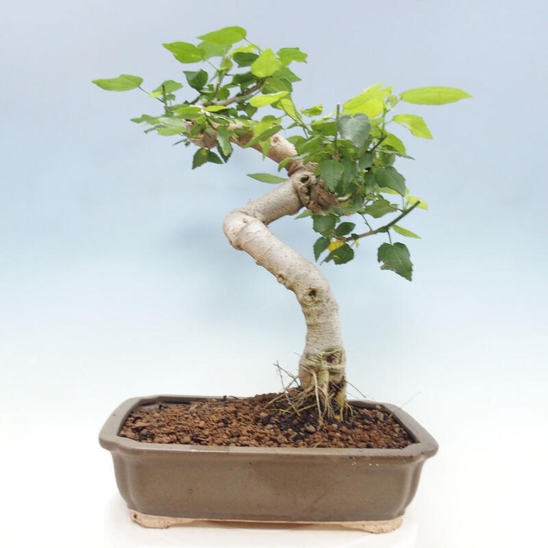 Izbová bonsai - Malvaviscus arboreus - ibištekovec drevnatý + kniha SUISEKI Zadarmo