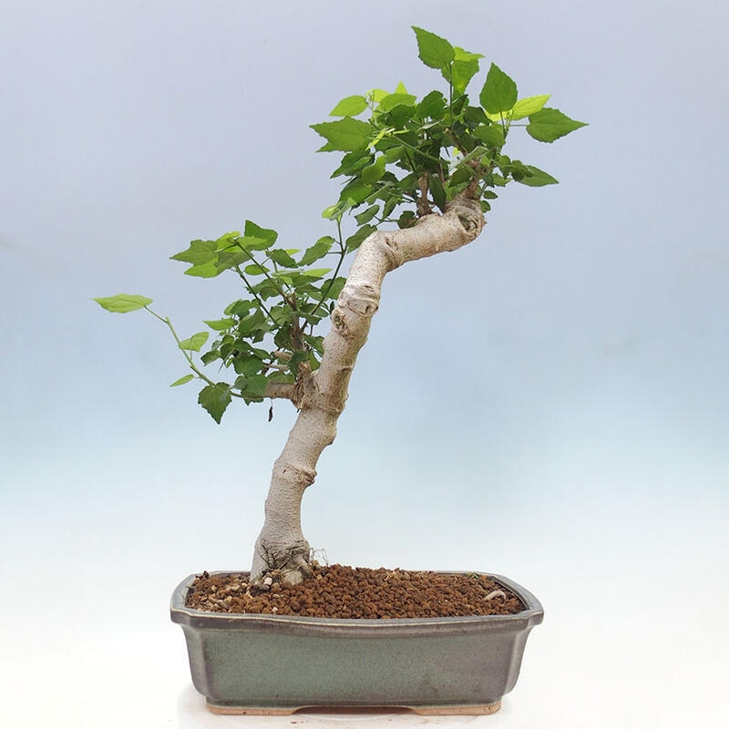 Izbová bonsai - Malvaviscus arboreus - ibištekovec drevnatý + kniha SUISEKI Zadarmo