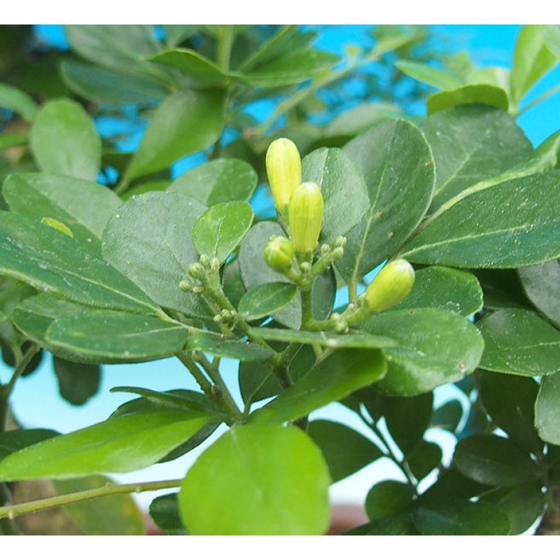 Izbová bonsai- Muraya paniculata