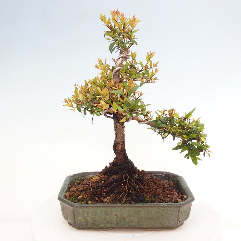 Izbová bonsai - Myrtus communis - Myrta obyčajná