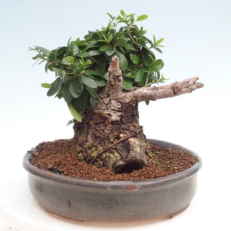 Izbová bonsai - Olea europaea sylvestris -Oliva európska drobnolistá