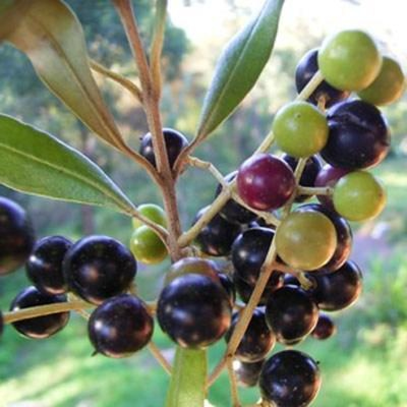 Izbový bonsaj - Olea europaea sylvestris