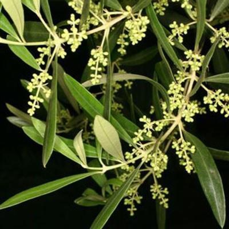 Izbový bonsaj - Olea europaea sylvestris