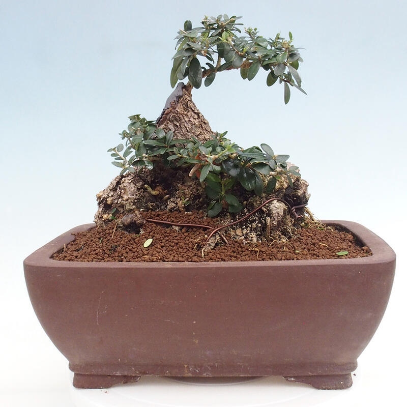 Izbová bonsai - Olea europaea sylvestris -Oliva európska drobnolistá