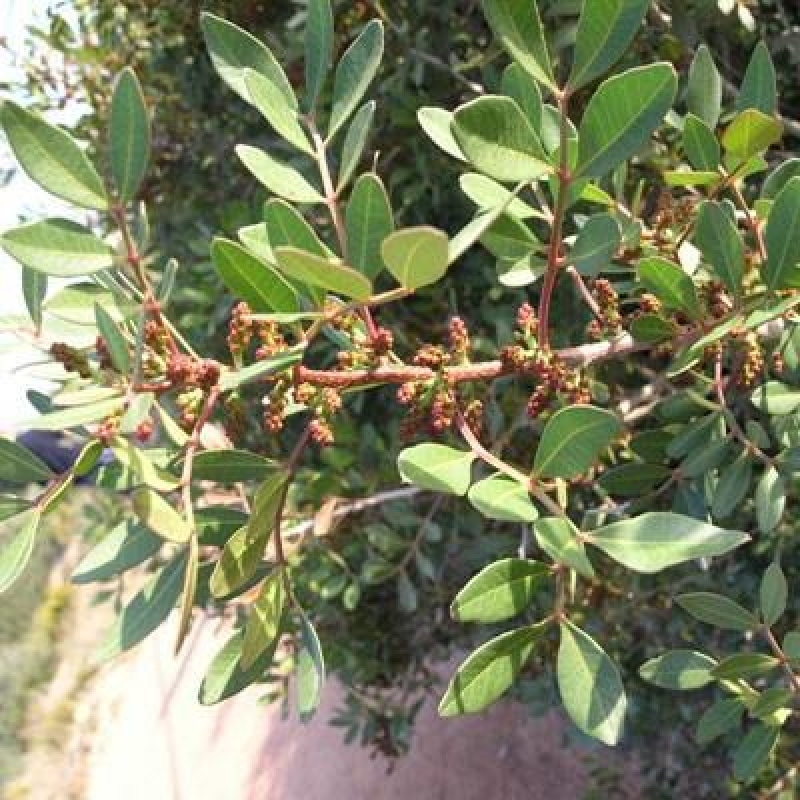 Izbové bonsaje - Pistácie