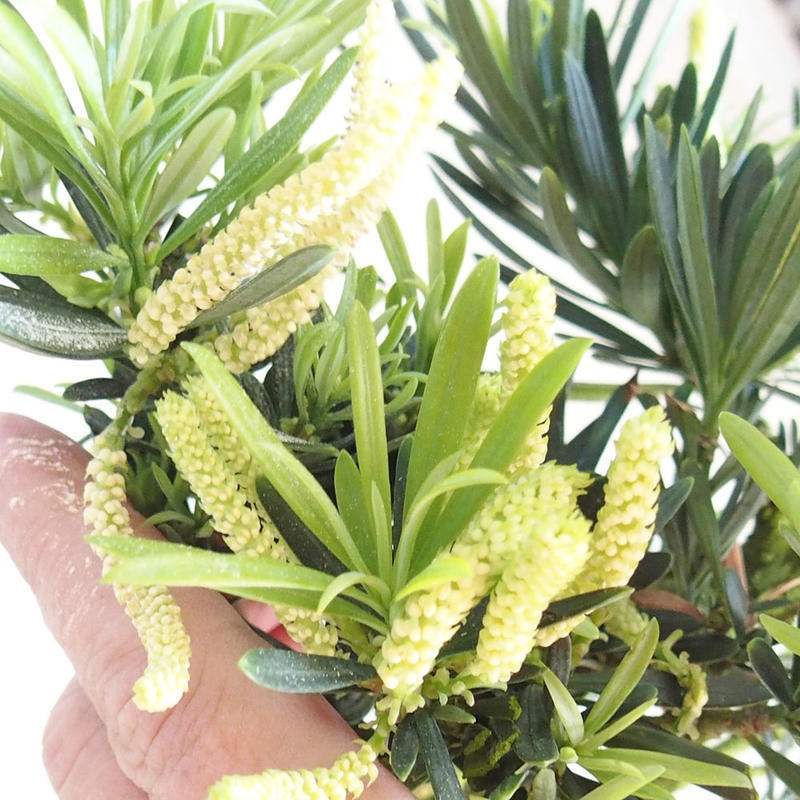 Izbové bonsaje - Podocarpus - Kamenný tis