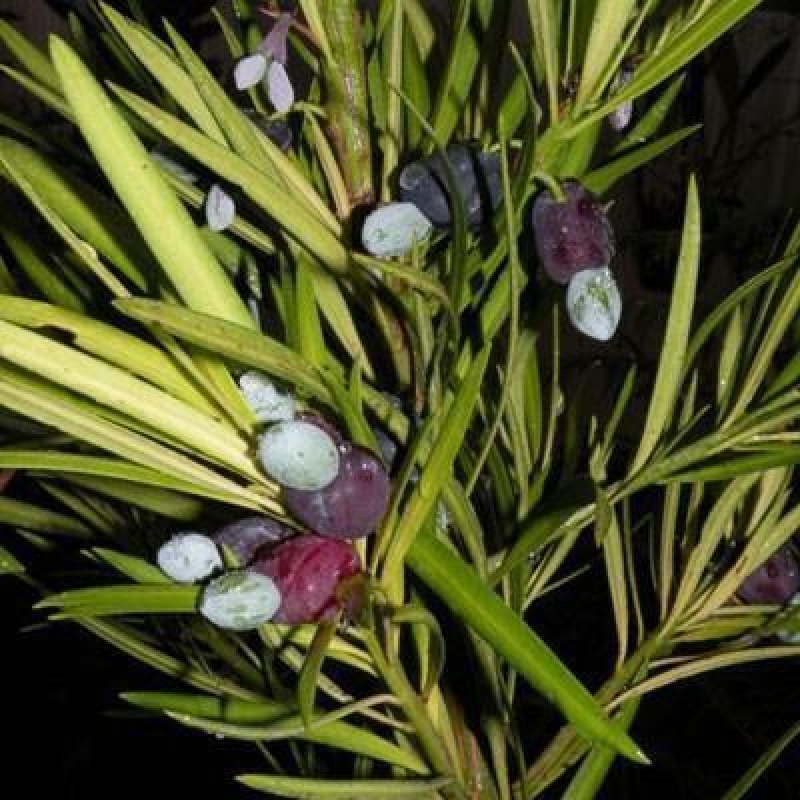Izbové bonsaje - Podocarpus - Kamenný tis