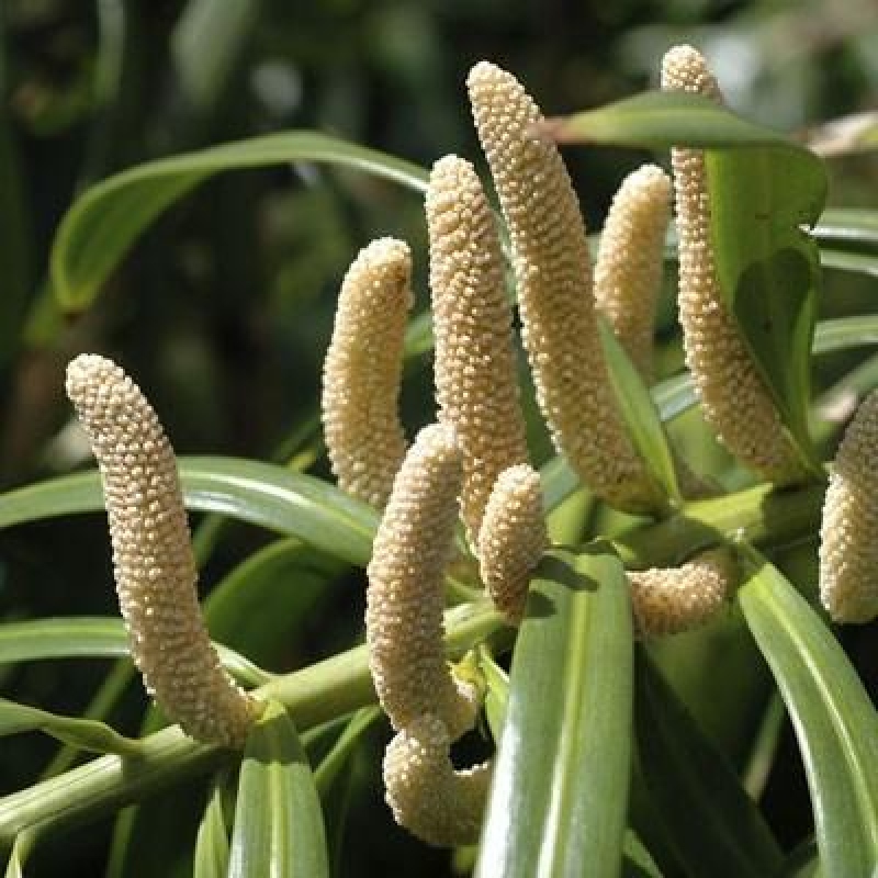 Izbové bonsaje - Podocarpus - Kamenný tis