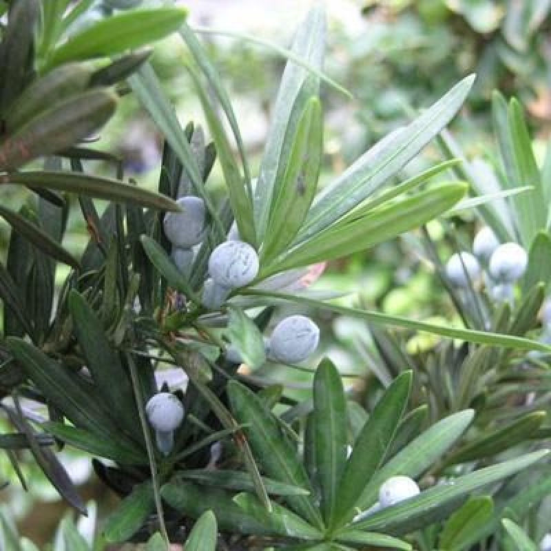 Izbové bonsaje - Podocarpus - Kamenný tis